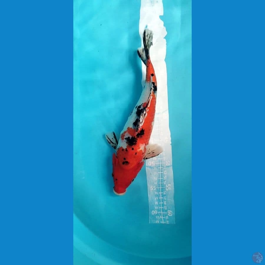 Sanke 35cm