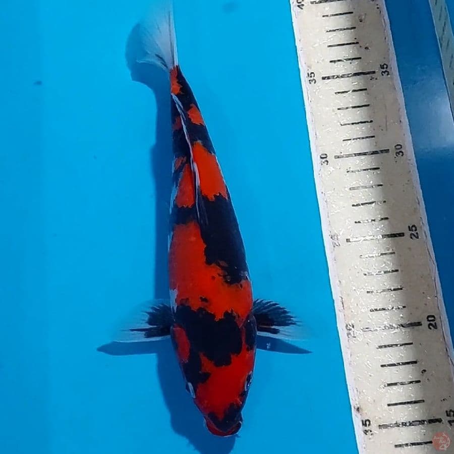 SHOWA 25 CM