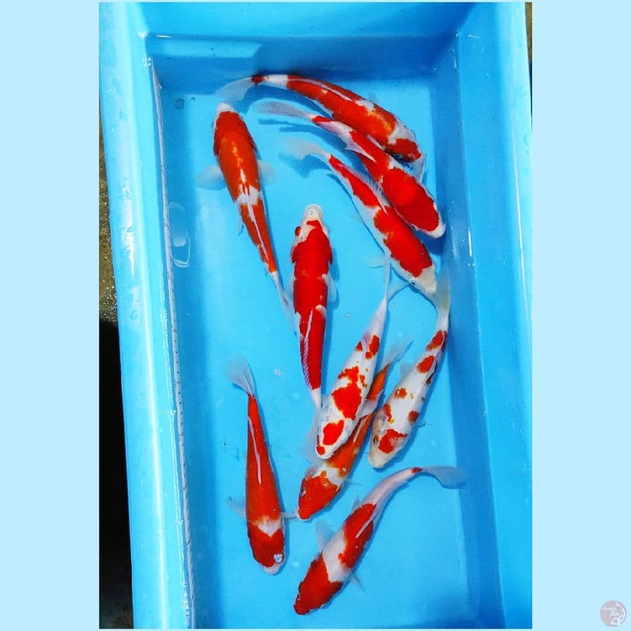٣. paket kohaku 10 ekor 23-25cm
