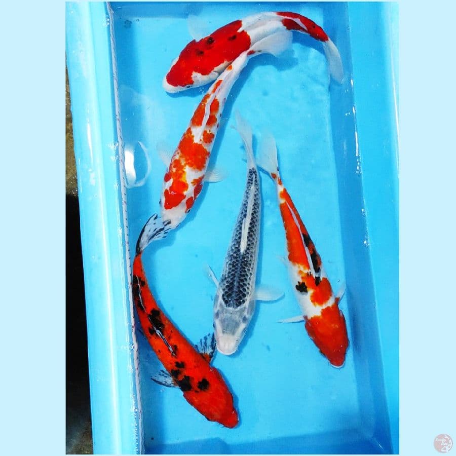 ٤. paket gosanke 5 ekor size 32cm