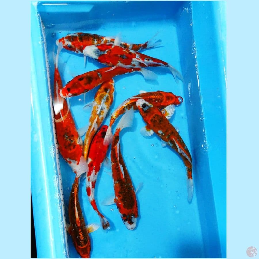 ٥.  paket goshiki kujaku 10 ekor 23-25cm 