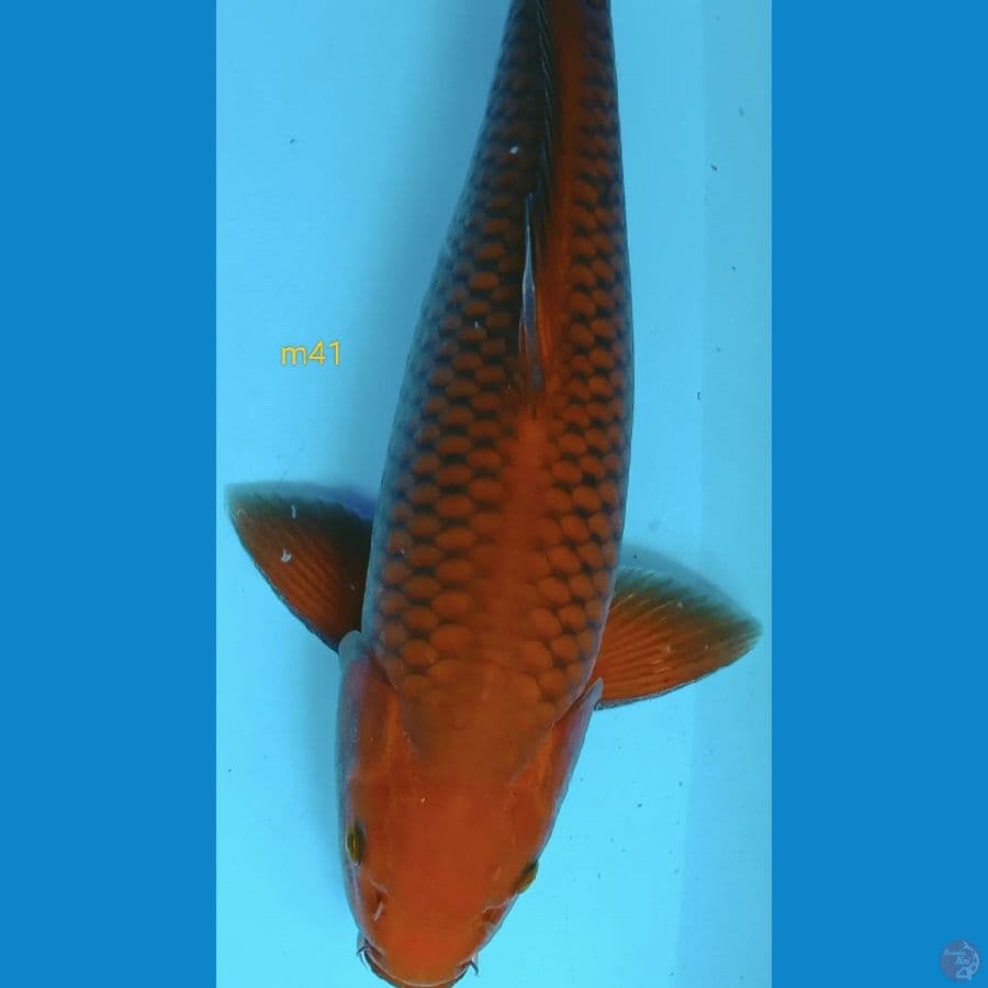 karamel 41cm