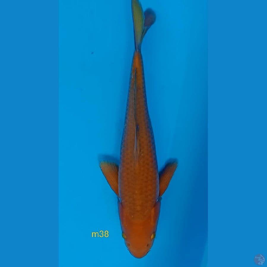 karamel 38cm