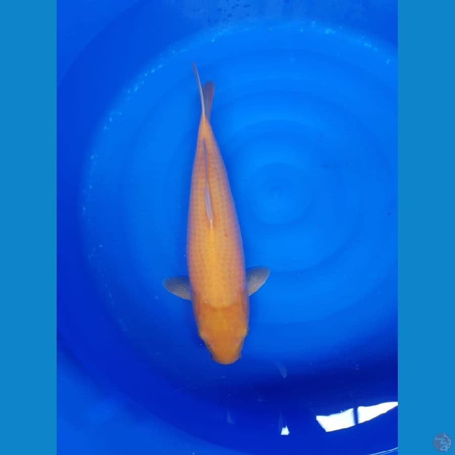 Karasi jumbo 45cm mata merah bulky