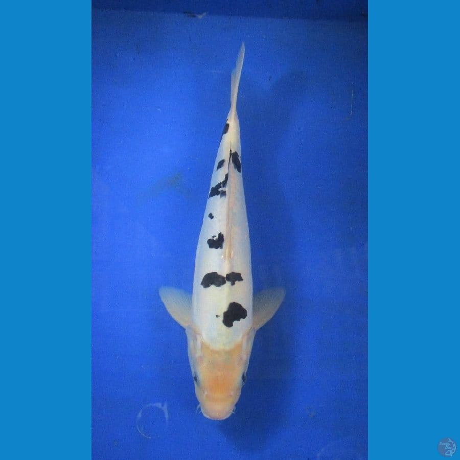 bekko doitsu ±32cm hq