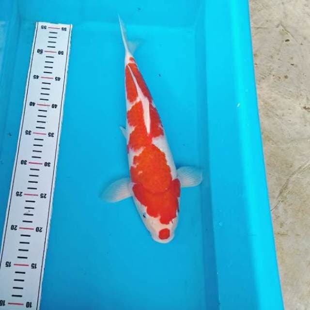 ONE STEP TORPEDO
