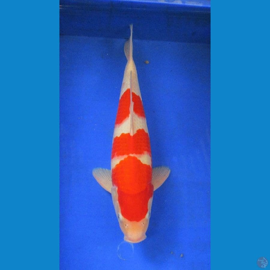 kohaku ±40cm jantan