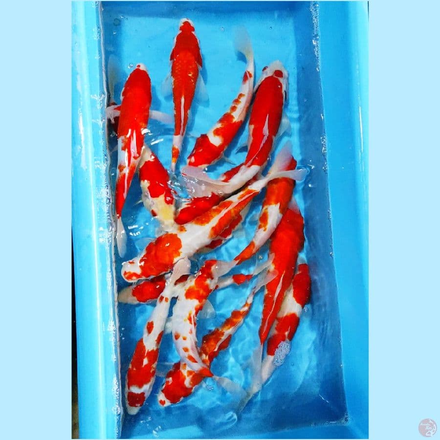 ٧. paket kohaku 15 ekor 22-30cm