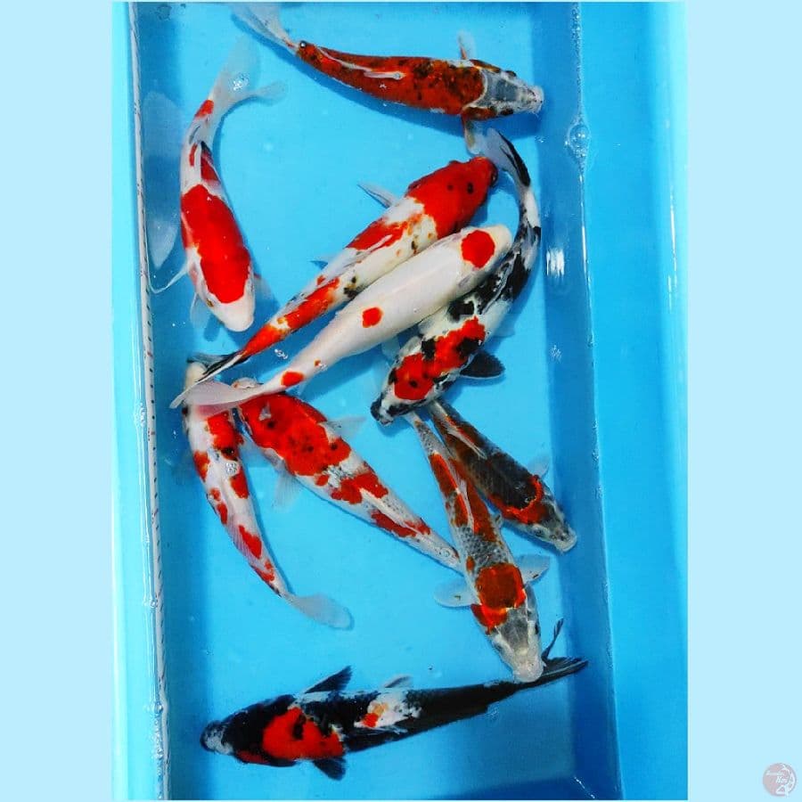 ٨. paket mix lengkap 10 ekor 22-28cm