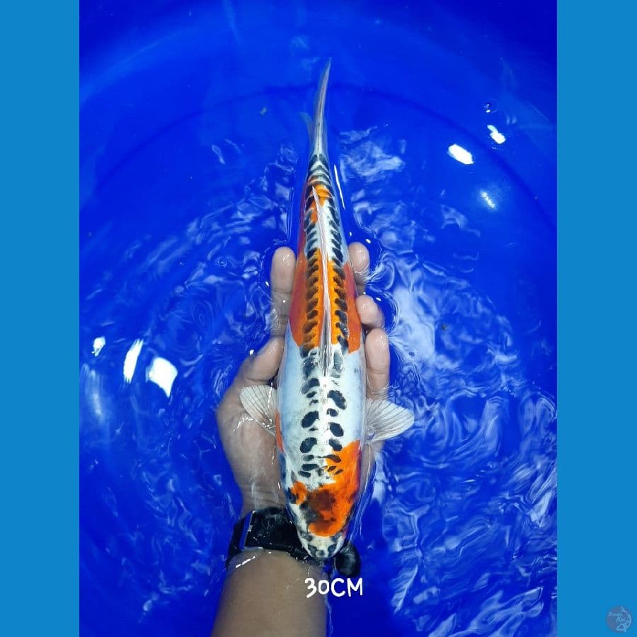 Kikoryo 30CM