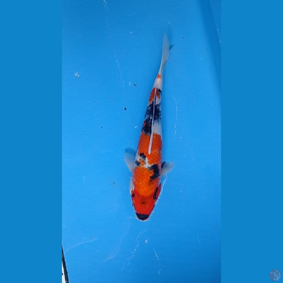 SHOWA 33cm