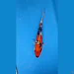 SHOWA 33cm