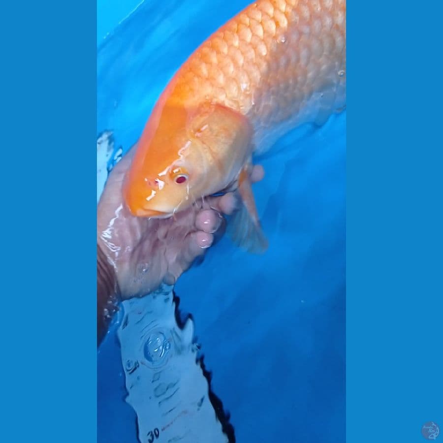 KARASI RED EYE 50BU JANTAN