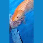 KARASI RED EYE 50BU JANTAN