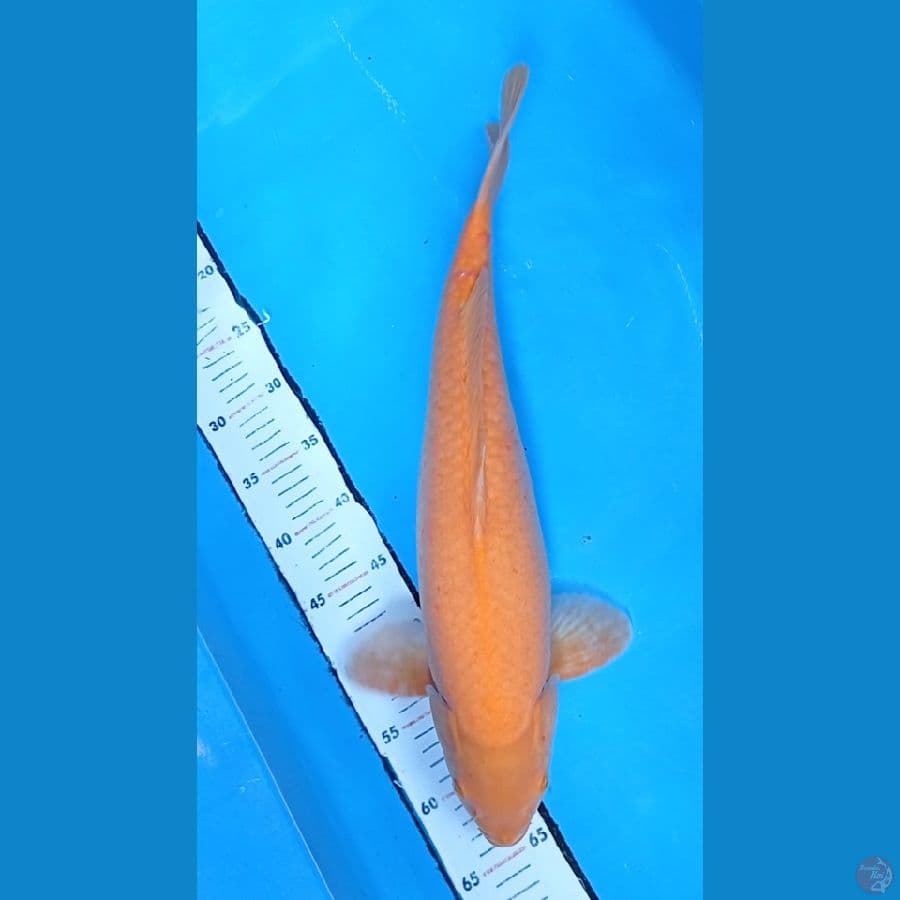 KARASI RED EYE 50BU JANTAN