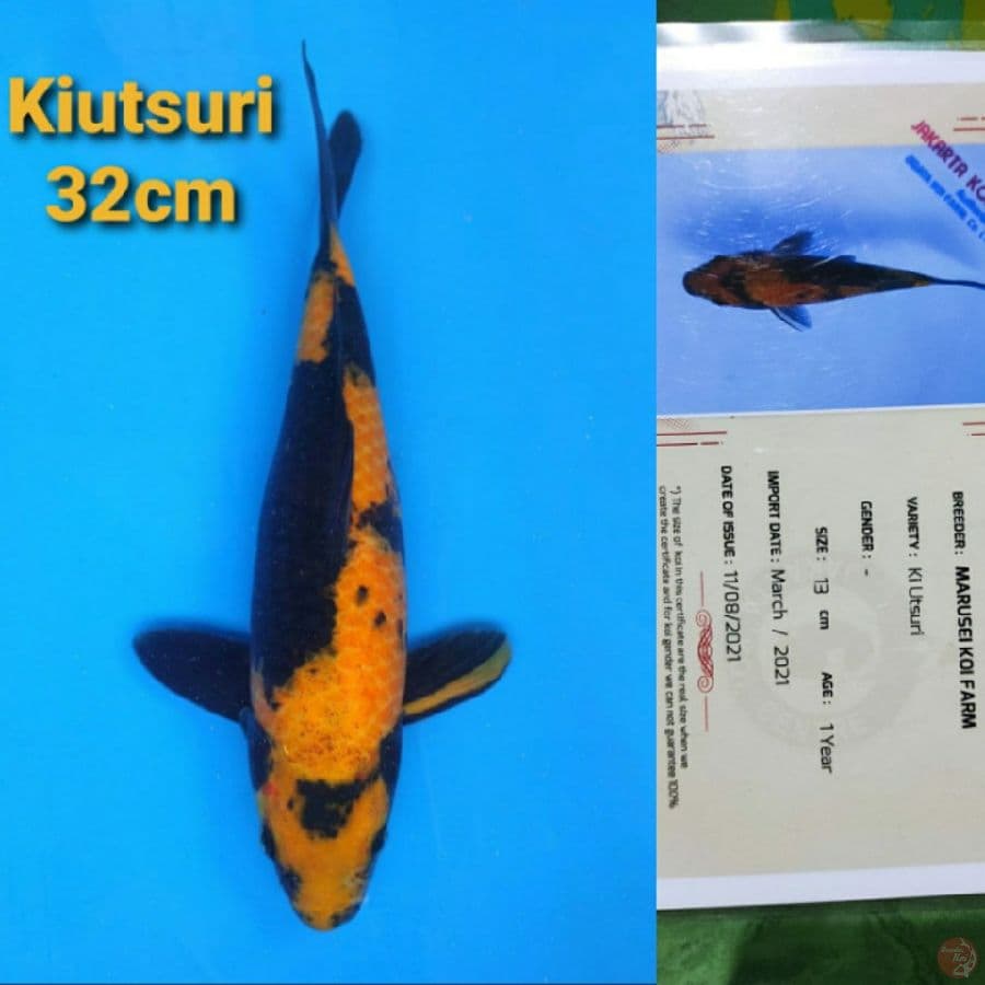 MARUSEI KIUTSURI 32CM SERTI