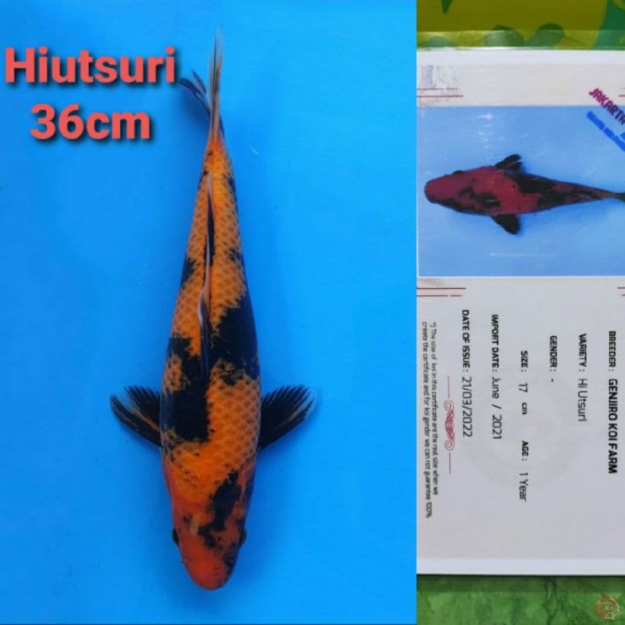 GENJIRO HIUTSURI 36CM SERTI