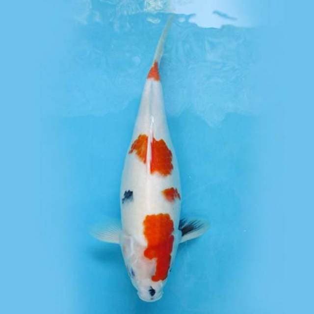 Near Koi - Kindai Showa 37cm