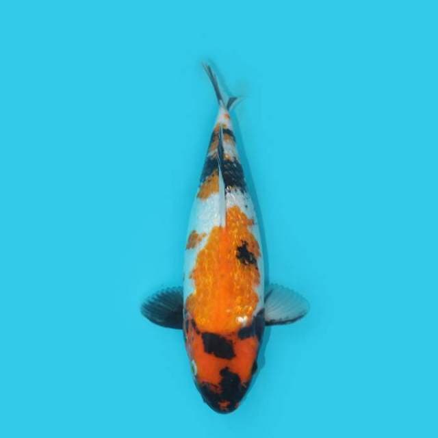 SHOWA GINRIN BERPUNUK 35 CM
