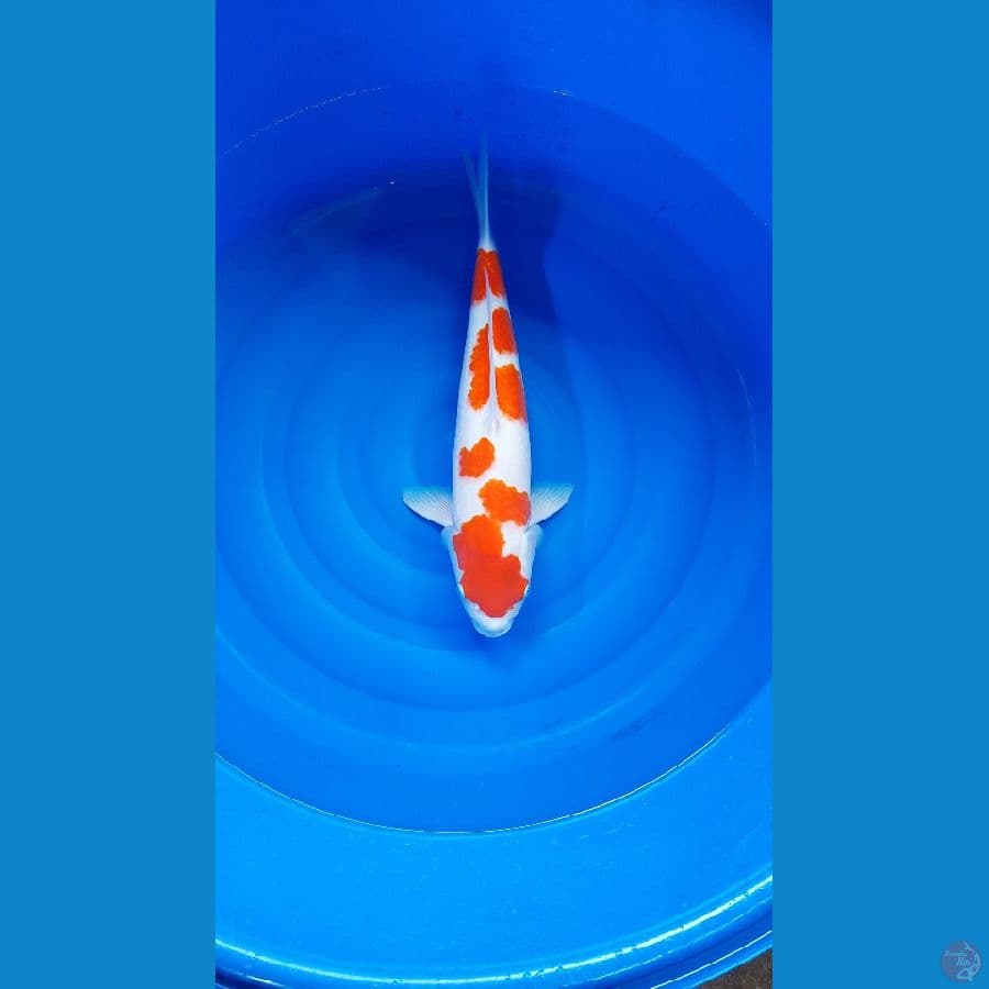 kohaku 55cm
