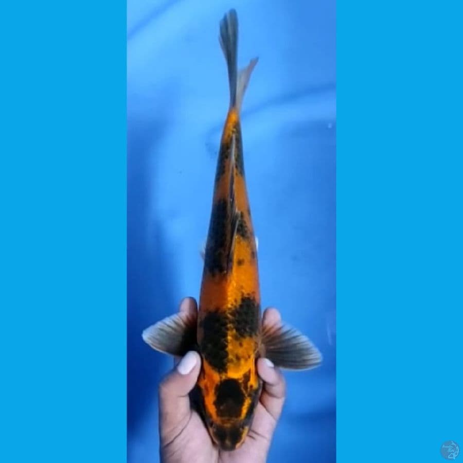 UTSURI JANTAN #34cm