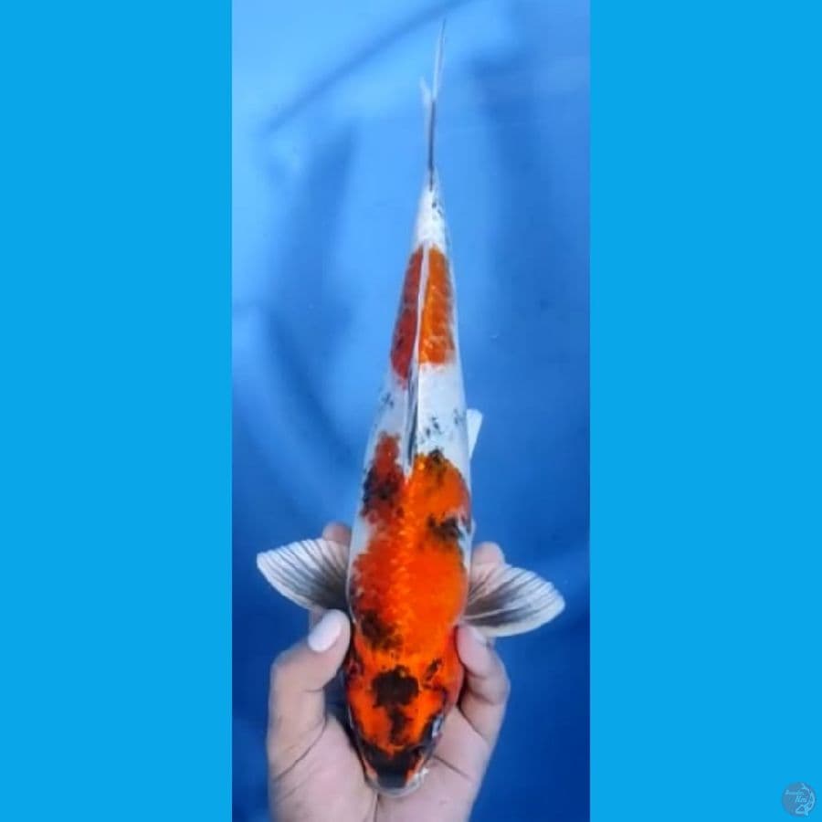 KINSHOWA JANTAN #33cm