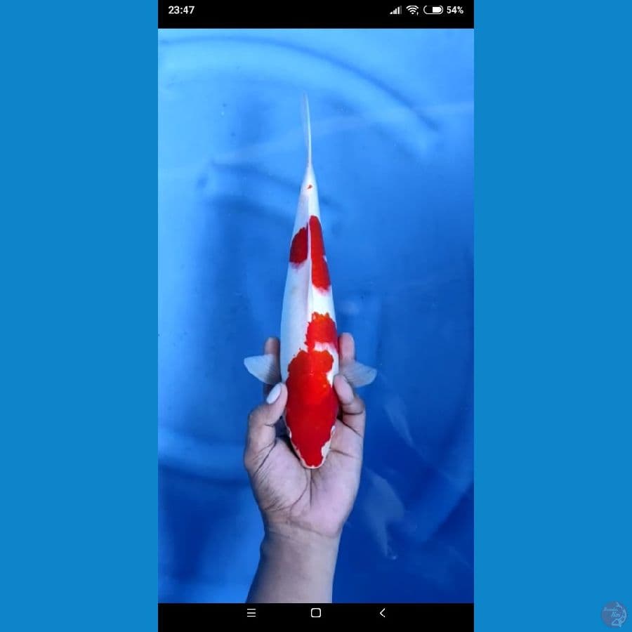 KOHAKU JANTAN #30cm