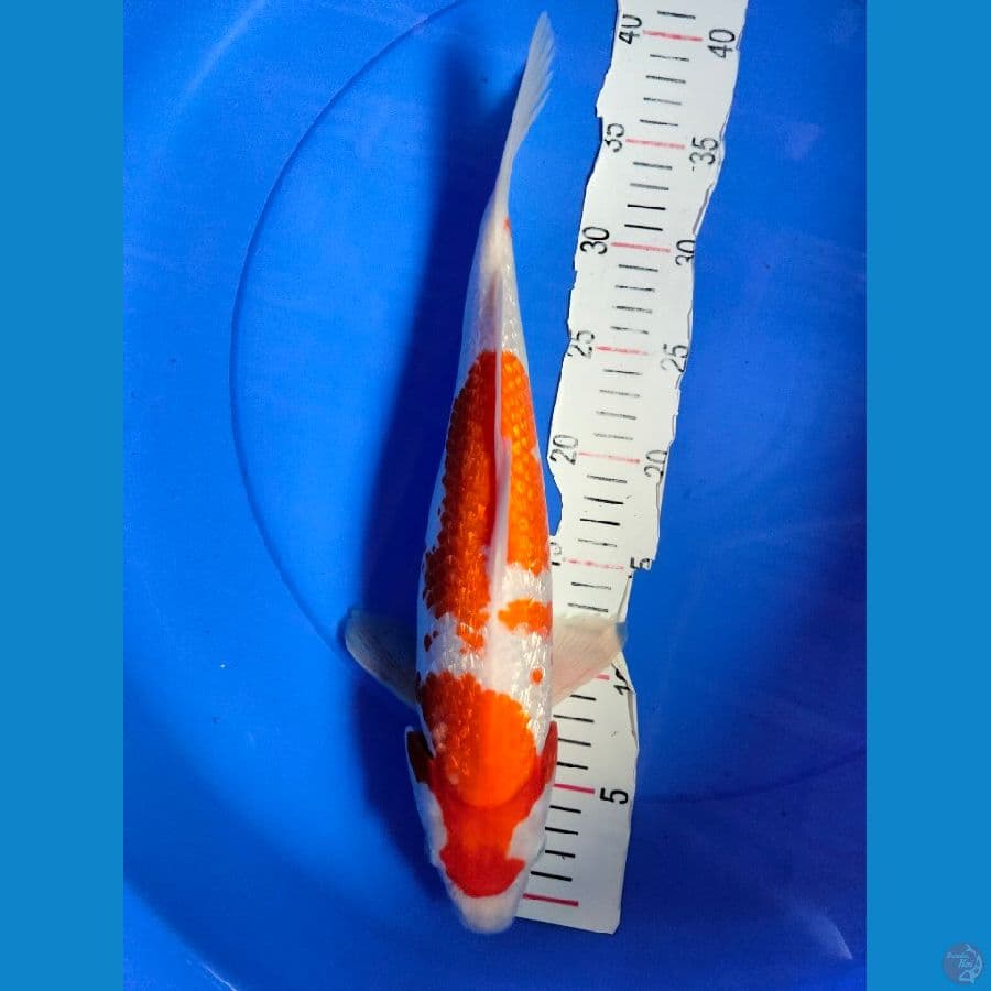 Kohaku Ginrin F-37BU 