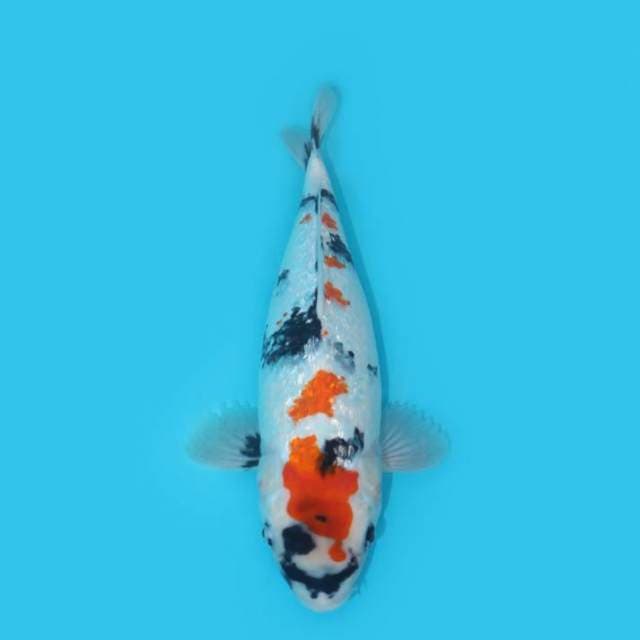 KINDAI SHOWA GINRIN BERPUNUK 37 CM