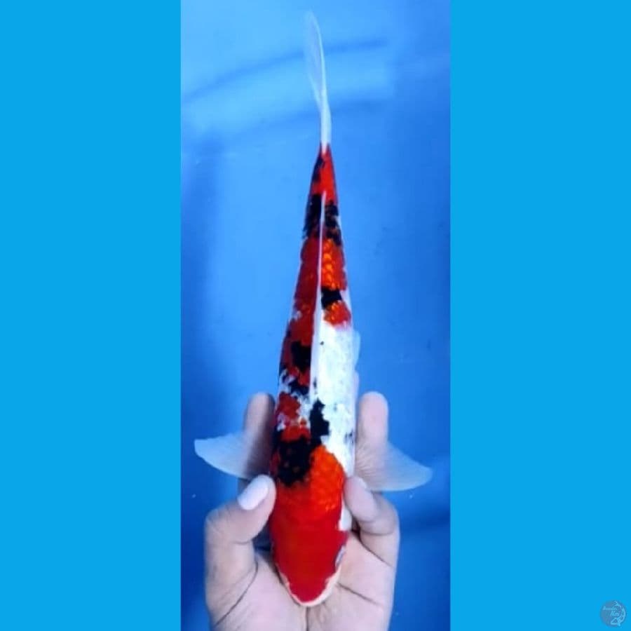 SANKE GINRIN JANTAN #29cm