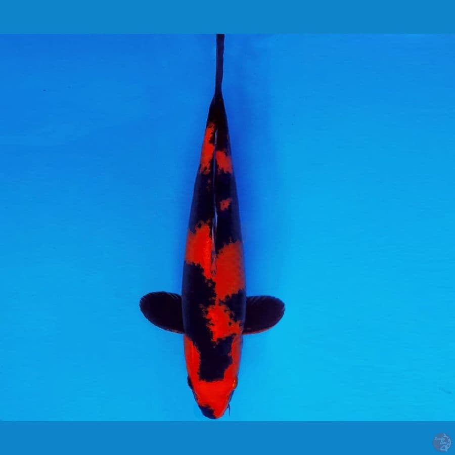SAMOSA 1 ~ HI UTSURI 33 cm/fm ™