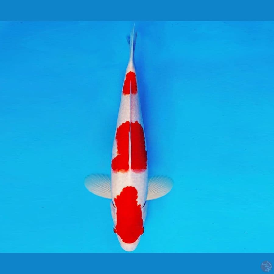 SAMOSA 2 ~ KOHAKU 31 cm/male ™