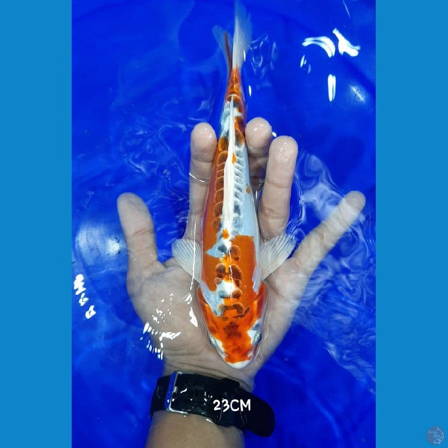 HikariMoyo 23CM