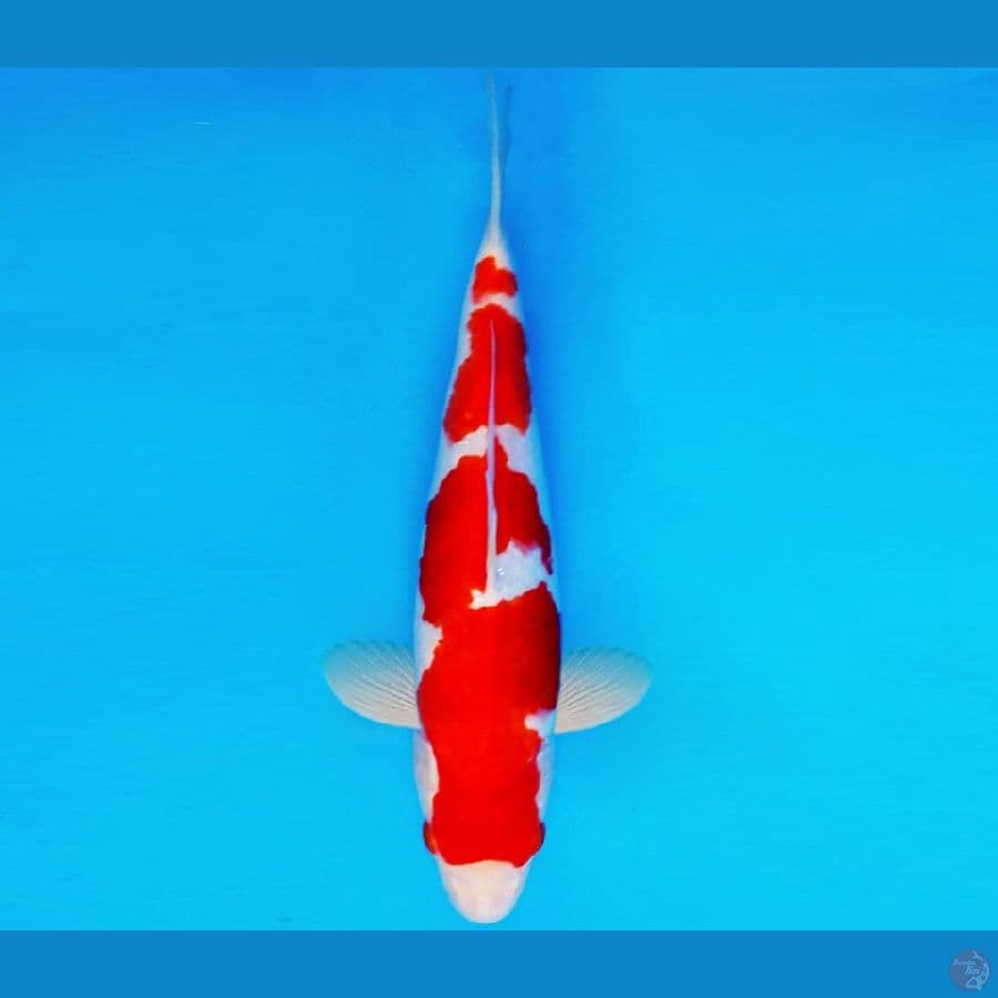 SAMOSA 6 ~ AI GOROMO 33 cm/fm ™