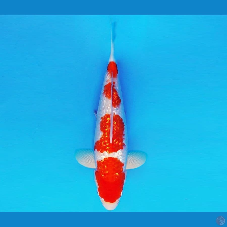 SAMOSA 8 ~ KOHAKU GIN RIN 33 cm/male ™