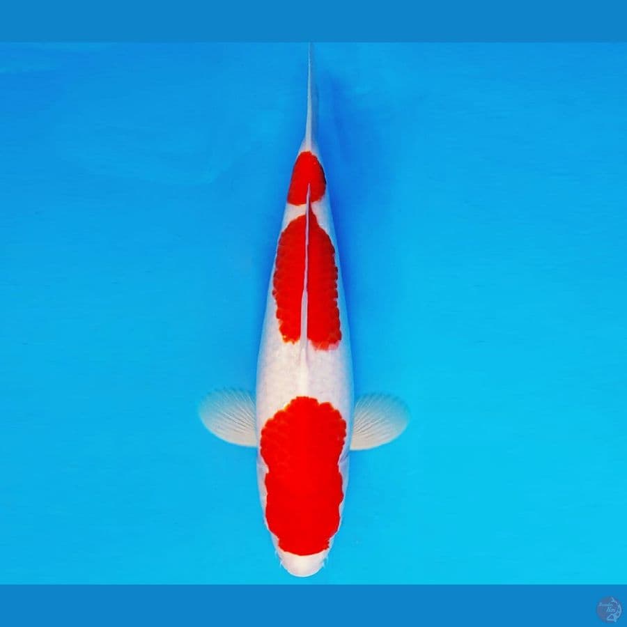SAMOSA 11 ~ KOHAKU 35 cm/fm ™