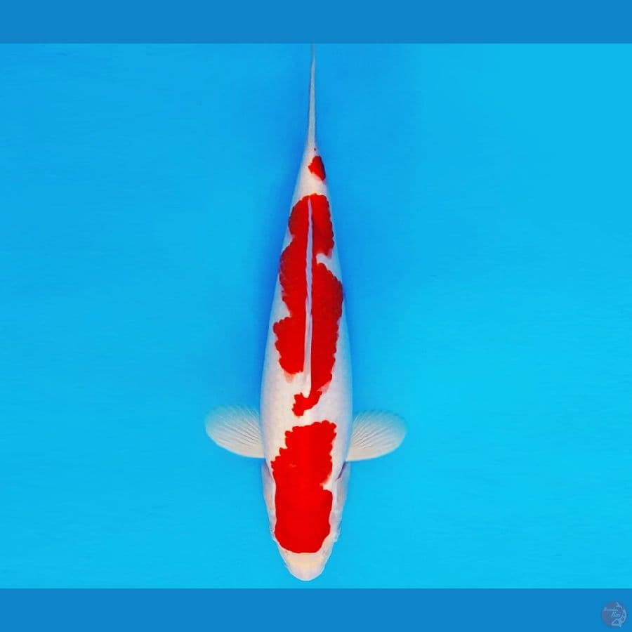 SAMOSA 17 ~ KOHAKU 35 cm/male ™
