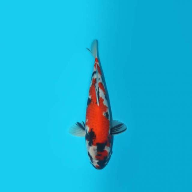 SHOWA BERPUNUK 30 CM