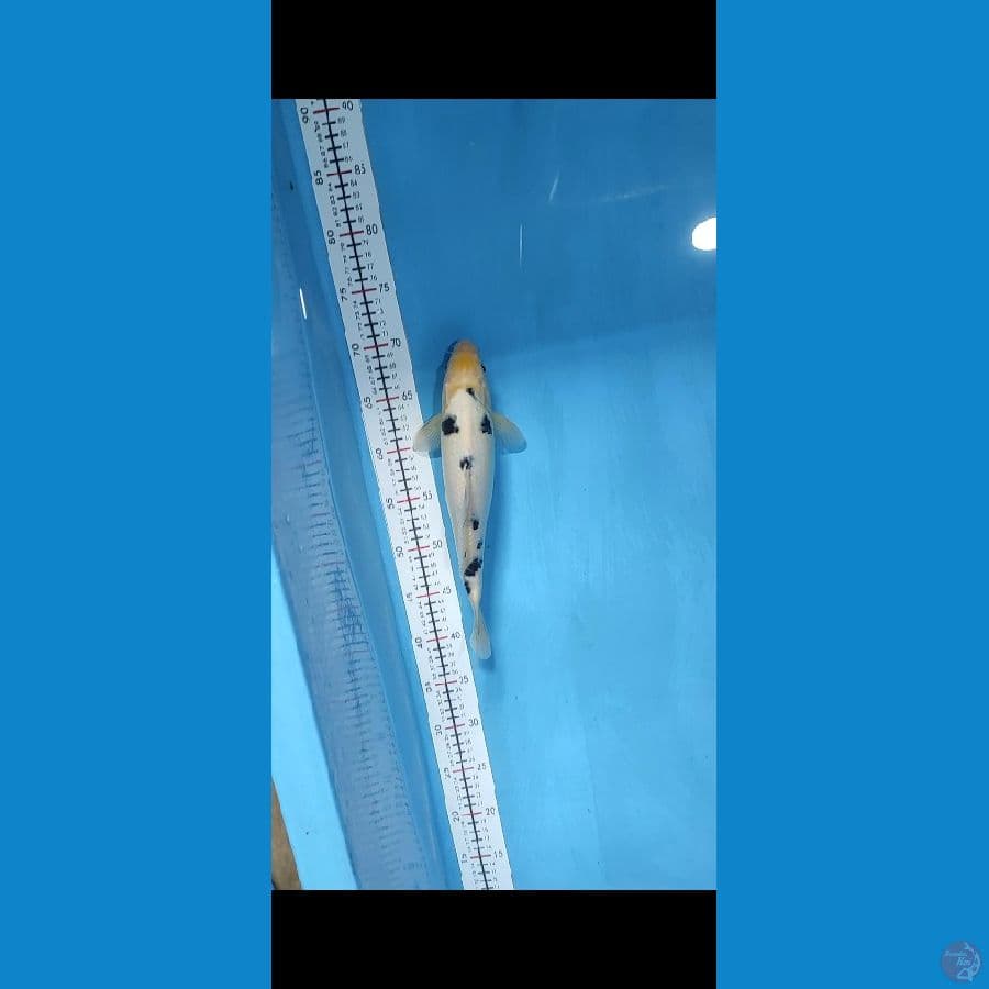 bekko HQ 31cm..male