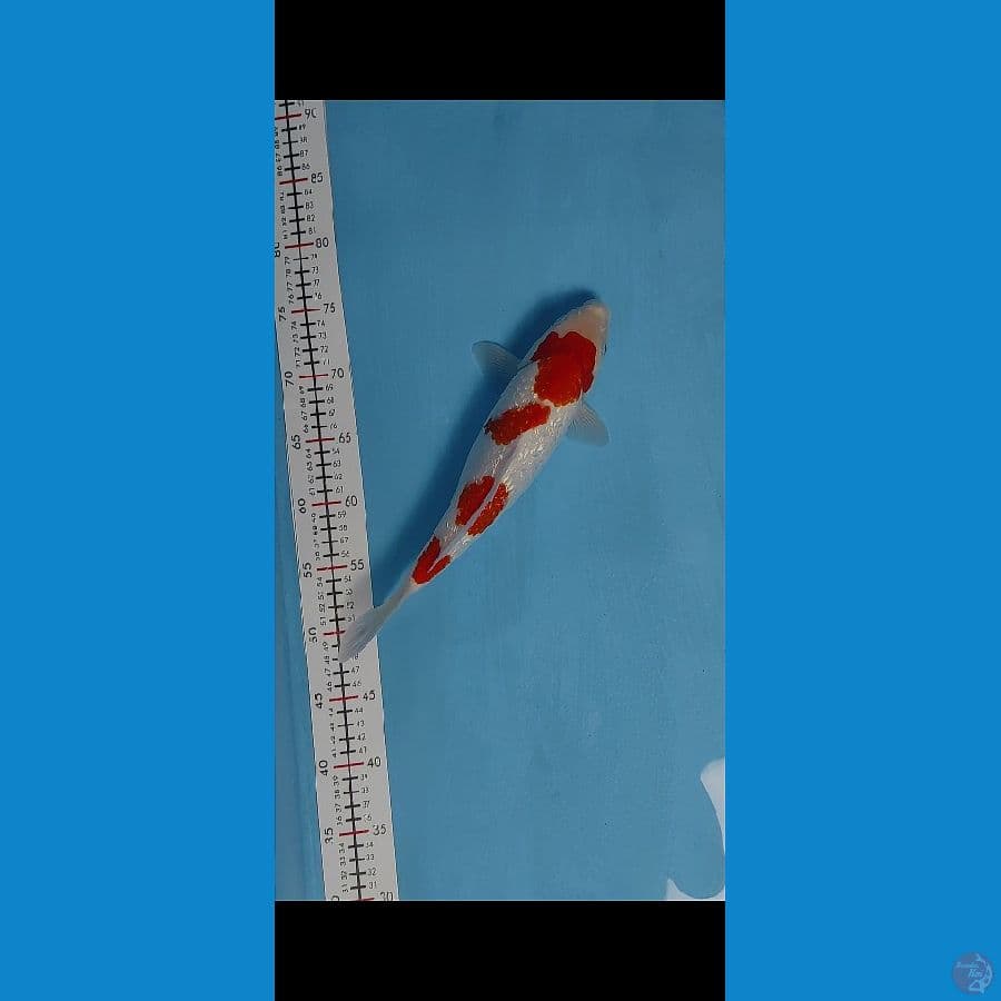 kohaku full gindrind 32cm