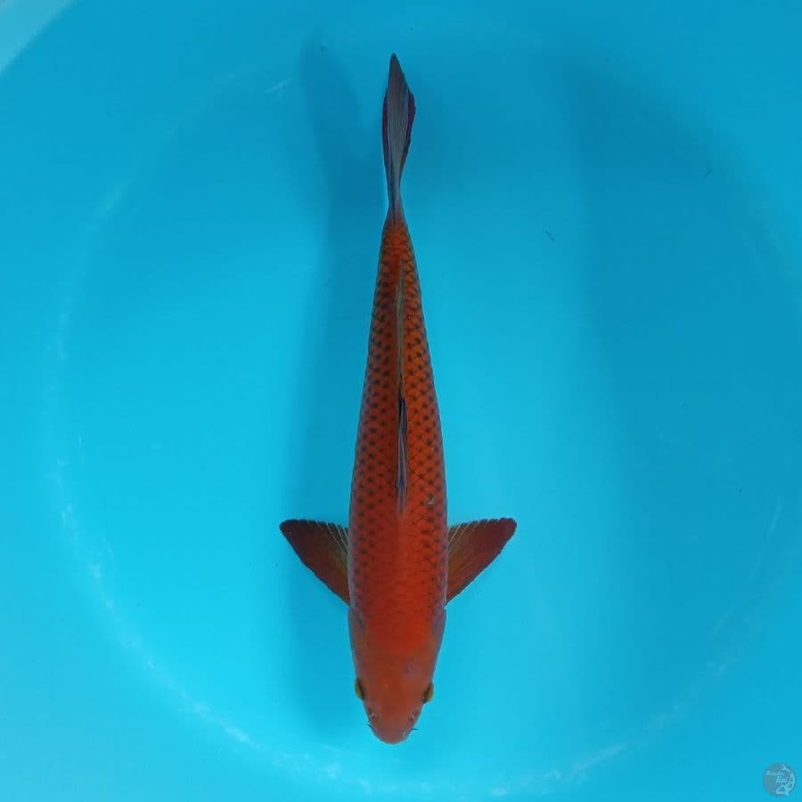 Chagoi Tembaga Jantan Super 40cm