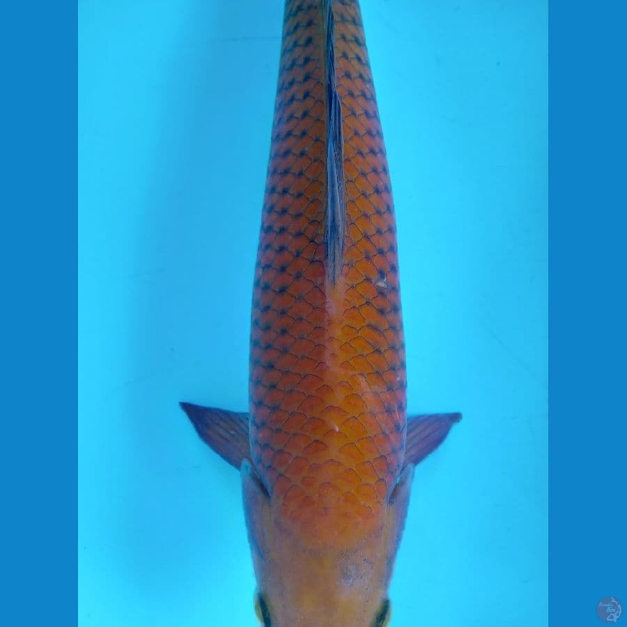 Chagoi Tembaga Jantan Super 40cm