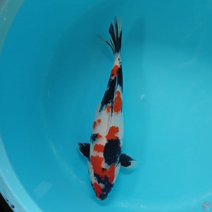 Showa Female 38cm