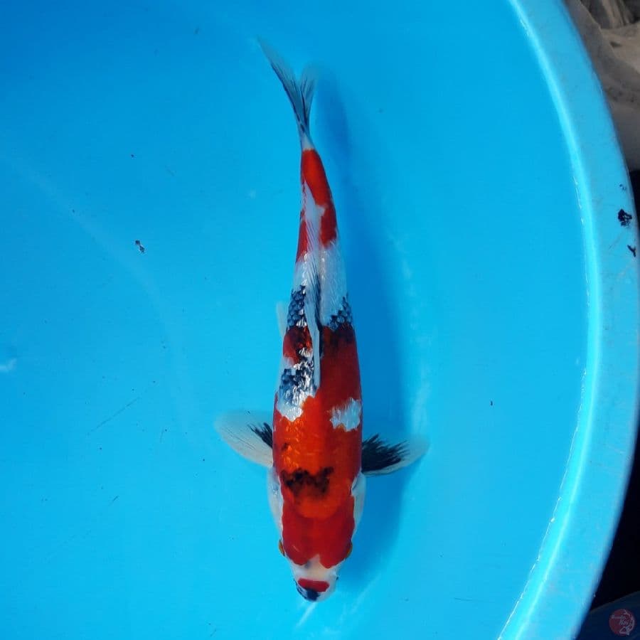 Showa Ginrin SQ Jantan 30cm