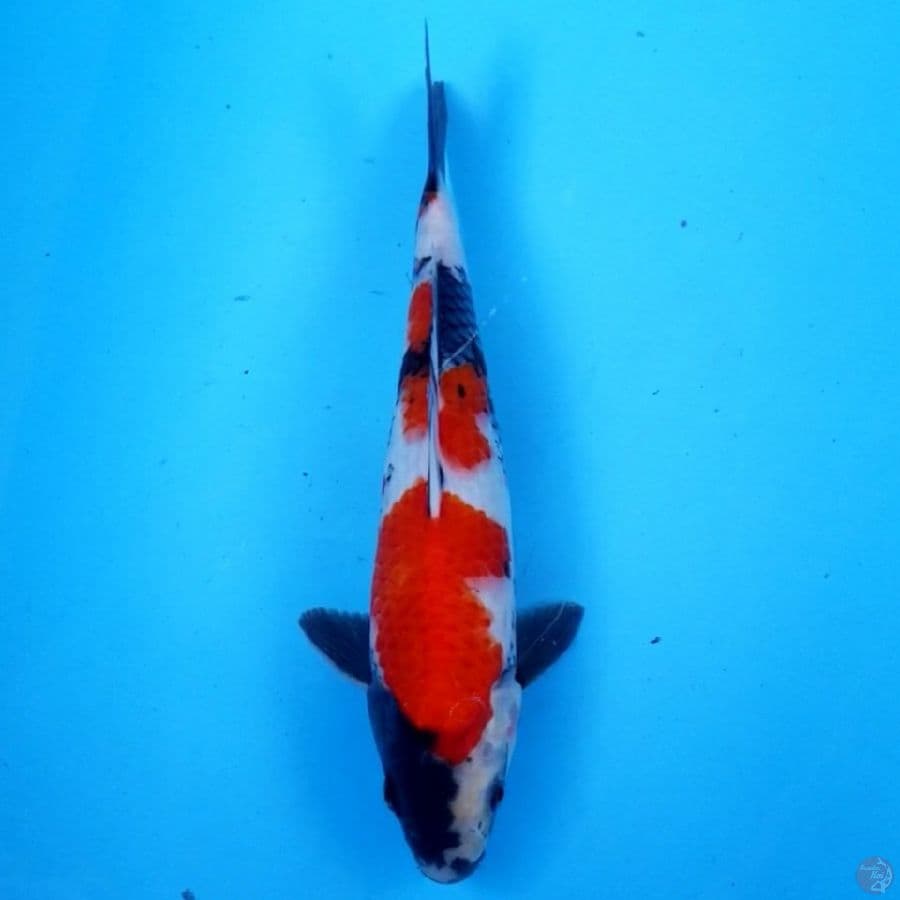RED NIDAN SHOWA 33 CM MALE