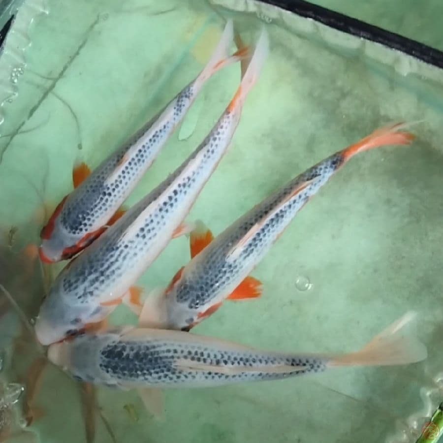 Asagi 25 - 32CM