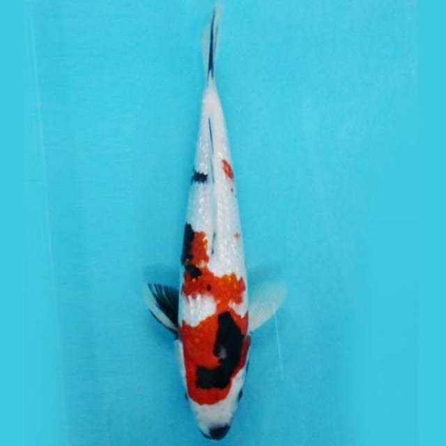 Near Koi - Showa Ginrin 23cm