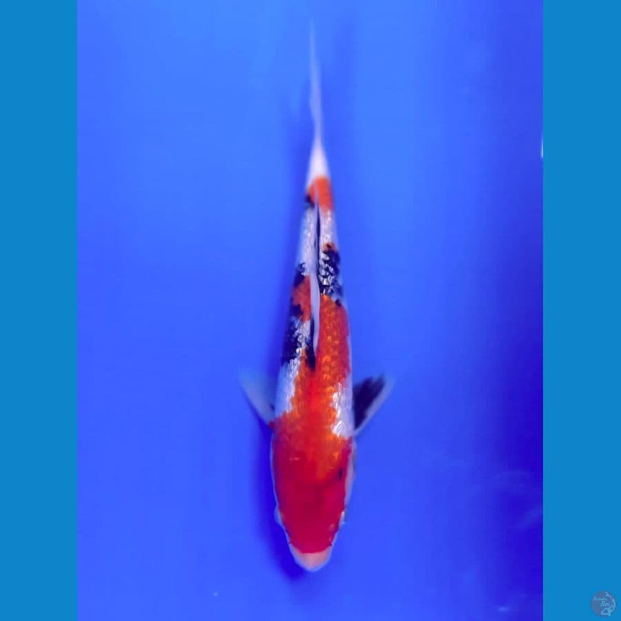 KINGINRIN A 26 cm