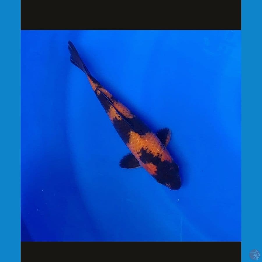 Koi Import Hi Utsuri 22cm Sertifikat Breeder (Shinoda) High Quality 