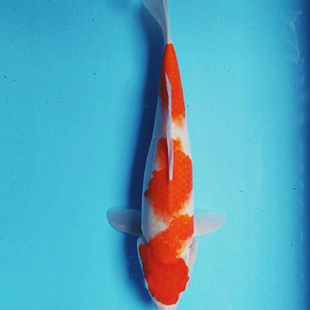 Kohaku ori 35cm 